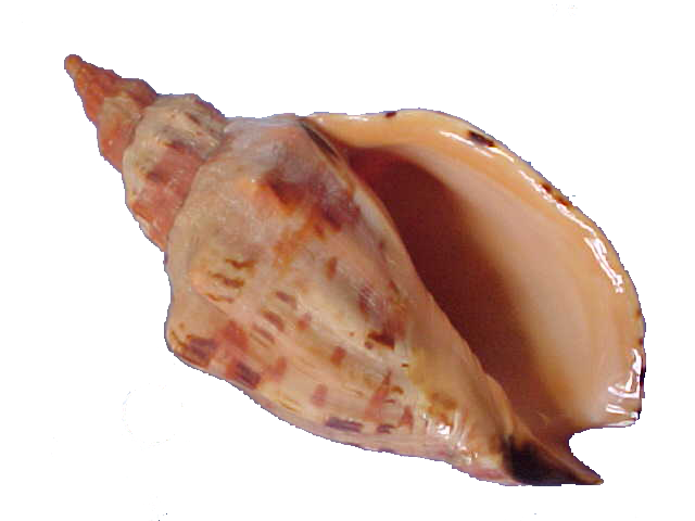  Shells