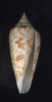 Buy Seashells For Sale Online from Schooner Specimen Shells