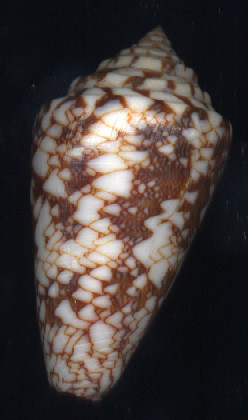 Buy Seashells For Sale Online from Schooner Specimen Shells